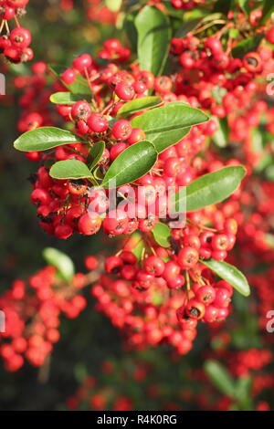 Bacche di Pyracantha 'Saphyr Rouge', chiamato anche Cadrou, aggiungere colore a un giardino nel tardo autunno inizio inverno, REGNO UNITO Foto Stock