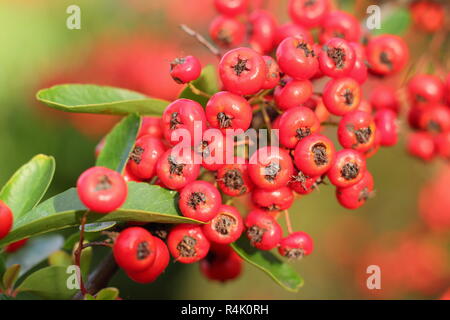 Bacche di Pyracantha 'Saphyr Rouge', chiamato anche Cadrou, aggiungere colore a un giardino nel tardo autunno inizio inverno, REGNO UNITO Foto Stock