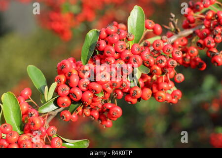Bacche di Pyracantha 'Saphyr Rouge', chiamato anche Cadrou, aggiungere colore a un giardino nel tardo autunno inizio inverno, REGNO UNITO Foto Stock