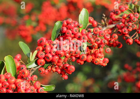 Bacche di Pyracantha 'Saphyr Rouge', chiamato anche Cadrou, aggiungere colore a un giardino nel tardo autunno inizio inverno, REGNO UNITO Foto Stock