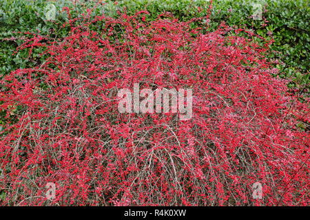 Berberis thunbergii atropurpurea Rose Glow". Berberis 'ROSY GLOW', chiamato anche Berberis Rose Glow, visualizzazione di frutti di bosco in un giardino tardo autunno,UK Foto Stock