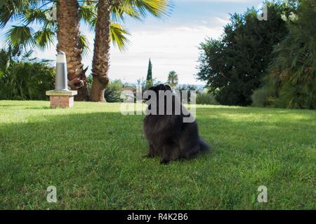 spitz nero pomeranian siede sull'erba, cane carino peloso Foto Stock