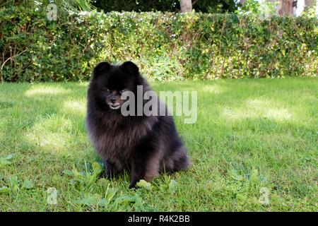 spitz nero pomeranian siede sull'erba, cane carino peloso Foto Stock