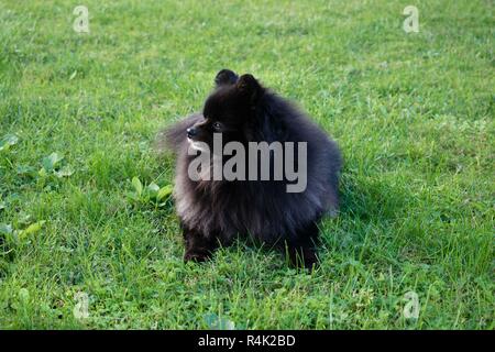 spitz nero pomeranian siede sull'erba, cane carino peloso Foto Stock