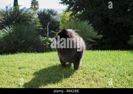 spitz nero pomeranian siede sull'erba, cane carino peloso Foto Stock