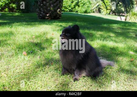 spitz nero pomeranian siede sull'erba, cane carino peloso Foto Stock