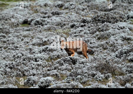 Il lupo etiope nella balla montagne dell Etiopia in africa Foto Stock