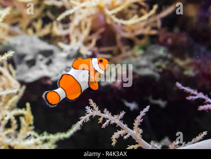 Comune di false percula clownfish noto anche come clown anemonefish, nuoto in acqua. Foto Stock
