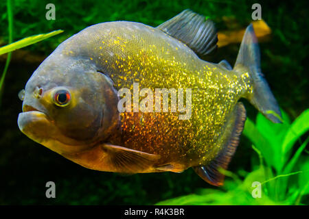 Rosso piranha panciuto in close up, una scintillante di colorati pesci tropicali nei colori oro, arancione e rosso. Foto Stock