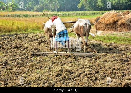 Un agricoltore indiano nel Bengala occidentale si appresta fissando l'aratro a suoi buoi o giovenchi per arare il suo campo utilizzando i tradizionali metodi di lavoro. Foto Stock