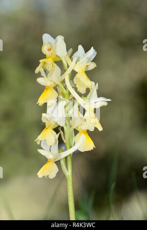 Sparse a fiore Orchid - Orchis pauciflora Foto Stock