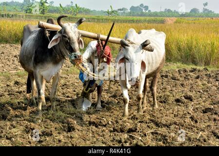 Un agricoltore indiano nel Bengala occidentale si appresta fissando l'aratro a suoi buoi o giovenchi per arare il suo campo utilizzando i tradizionali metodi di lavoro. Foto Stock