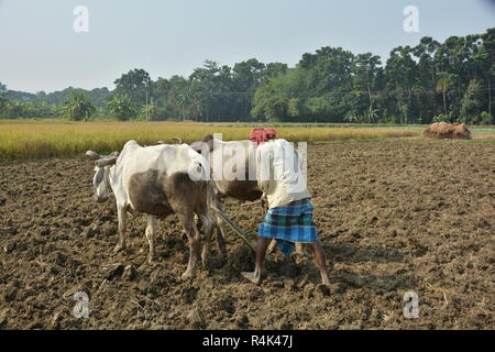 - Un agricoltore indiano appartenente a West Bengal stanno arando il suo campo con l'aiuto dei suoi buoi o torello utilizzando i metodi tradizionali di aratro. Foto Stock