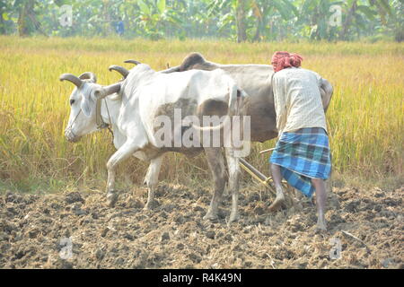 - Un agricoltore indiano appartenente a West Bengal stanno arando il suo campo con l'aiuto dei suoi buoi o torello utilizzando i metodi tradizionali di aratro. Foto Stock