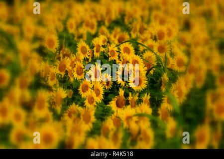 Campo di semi di girasole in India del sud Foto Stock