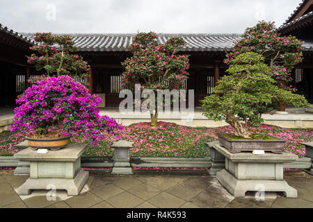 Fioritura bougainvillea alberi di bonsai presso il Chi Lin Monastero, Hong Kong, Diamond Hill Foto Stock