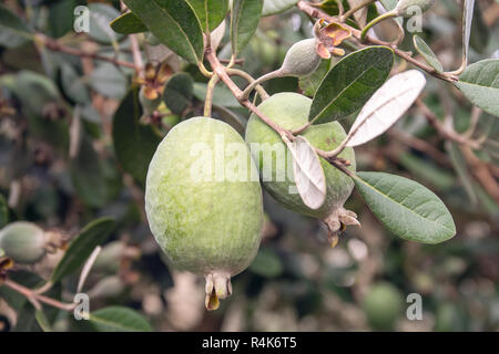 Feijoa frutta fresca su albero che cresce. Acca sellowiana. La frutta tropicale Foto Stock