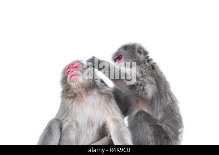 Macaque giapponese tendente a vicenda, isolati su sfondo bianco Foto Stock