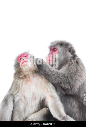 Macaque giapponese tendente a vicenda, isolati su sfondo bianco Foto Stock