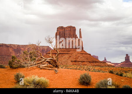 Albero morto con un drammatico cielo tempestoso nel deserto di oljato monument valley alla frontiera in Arizona e utah nel west americano Foto Stock