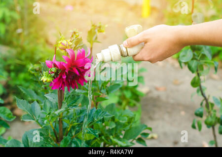 Uomo fiori di irrigazione nel centro giardino in una giornata di sole. letto floreale, Back Yard. il tubo flessibile di irrigazione Foto Stock