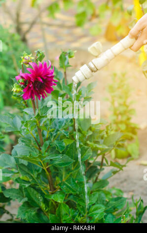 Uomo fiori di irrigazione nel centro giardino in una giornata di sole. letto floreale, Back Yard. il tubo flessibile di irrigazione Foto Stock