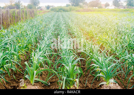 Il Porro in crescita in campo. Agricoltura, ortaggi biologici prodotti agricoli e agro-industria. terreni coltivati. Foto Stock