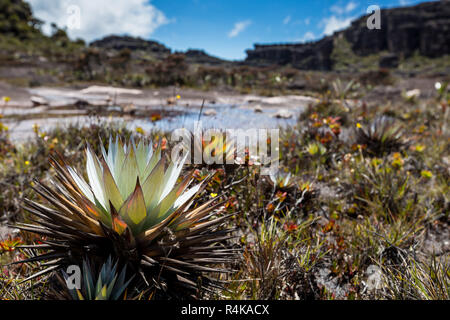 Un molto rare piante endemiche dell'altopiano di Roraima - Venezuela Foto Stock