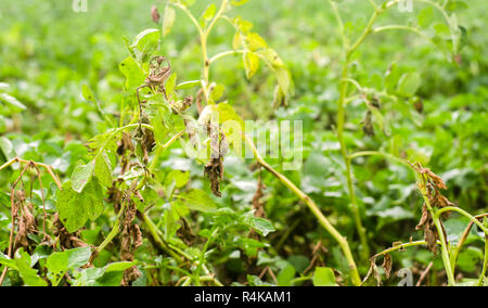 Foglie di patate con malattie. Pianta di patata colpite Phytophthora (Phytophthora infestans) nel campo. Close up. verdure. agriturismo agricoltura. c Foto Stock