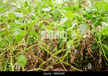 Foglie di patate con malattie. Pianta di patata colpite Phytophthora (Phytophthora infestans) nel campo. Close up. verdure. agriturismo agricoltura. c Foto Stock