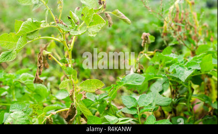 Foglie di patate con malattie. Pianta di patata colpite Phytophthora (Phytophthora infestans) nel campo. Close up. verdure. agriturismo agricoltura. c Foto Stock