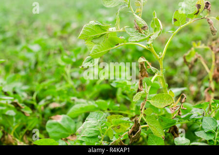 Foglie di patate con malattie. Pianta di patata colpite Phytophthora (Phytophthora infestans) nel campo. Close up. verdure. agriturismo agricoltura. c Foto Stock