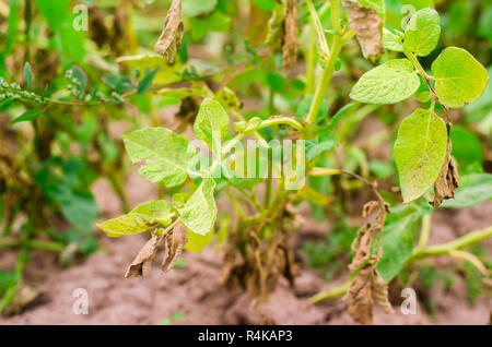 Foglie di patate con malattie. Pianta di patata colpite Phytophthora (Phytophthora infestans) nel campo. Close up. verdure. agriturismo agricoltura. c Foto Stock