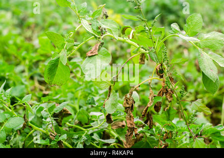 Foglie di patate con malattie. Pianta di patata colpite Phytophthora (Phytophthora infestans) nel campo. Close up. verdure. agriturismo agricoltura. c Foto Stock