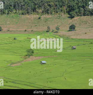 Verdi risaie a terrazza i campi in Thailandia Foto Stock