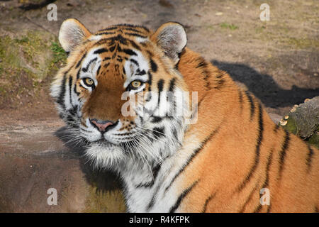 Close up ritratto di Siberian tigre di Amur Foto Stock