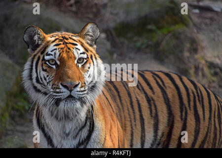 Close up ritratto di Siberian tigre di Amur Foto Stock