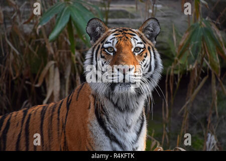 Close up ritratto di Siberian tigre di Amur Foto Stock