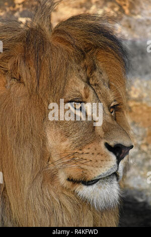 Close up ritratto lato maschio di leone africano Foto Stock