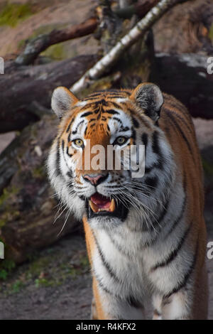 Close up ritratto di Siberian tigre di Amur Foto Stock