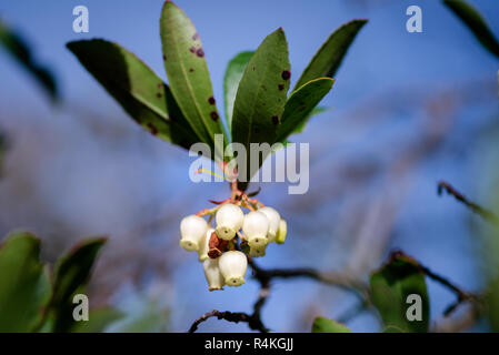 Arbutus unedo Strawberry albero a forma di campana fiori durante l'autunno fiorire nel Killarney National Park, County Kerry, Irlanda. Foto Stock