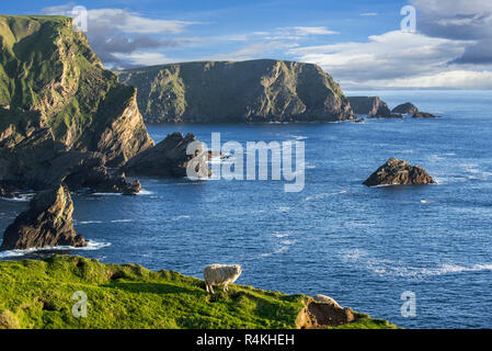 Pecore al pascolo lungo la spettacolare costa con scogliere sul mare e pile, home all allevamento di uccelli di mare a Hermaness, Unst, isole Shetland, Scozia Foto Stock