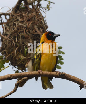 Un villaggio maschio weaver (Ploceus cucullatus) noto anche come the spotted-backed o tessitore Tessitore a testa nera attende per le femmine di apparire dalla sua nuova cre Foto Stock