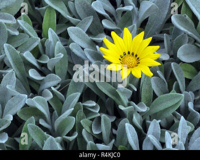 (Gazania rigens var. leucolaena) Foto Stock
