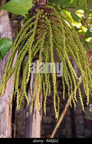 Coda di pesce palm,coda di pesce palm (caryota mitis) Foto Stock