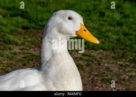 Ritratto di pesanti bianco American Pekin Duck Foto Stock