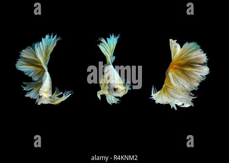 Siamese fighting fish o pesce Betta isolati su sfondo nero. Foto Stock