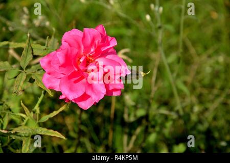 Una singola e solitaria Red Rose fiore in un giardino con un sacco di foglie verdi ed erba. Foto Stock