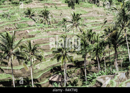 Verdi terrazze di riso a Bali, in Indonesia Foto Stock