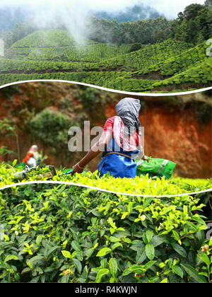 Collage di piantagioni di tè in Munnar ( India ) - immagini di sfondo di viaggio (le mie foto) Foto Stock